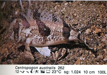 Centropogon australis